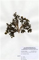 藏品(多扇藻)的圖片